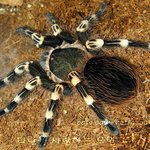 [방탈죄송] 가족이 타란튤라(<b>거미</b>) 키우는걸 반대해요