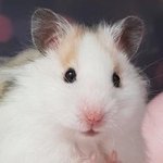 [방탄소년단] 탄이들 뭐시기 대회 하는거