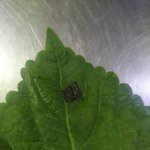 [이것좀봐조] 감자탕<b>집</b>에서 쥐똥(배설물)<b>이</b> 나왔는데.. 하 <b>이집</b>...