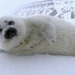 아이돌 달달한 노래 모음