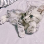 [EXO] 아 오늘 공<b>gang</b> 인데