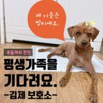 [강아지] 푸들 <b>밤비</b>의 가족이 되어주세요
