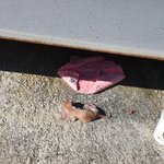 [고양이] 구조한 새끼냥이가 떠났어요ㅠ