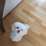 [댓글부탁해] <b>솜사탕</b>❤