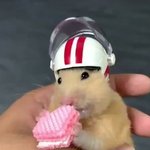 [방탄소년단] 강경<b>햄스</b>터파 일어나세요
