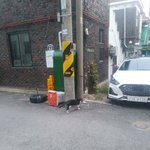 길<b>가다</b> 만난 고양이들 등등