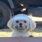 <b>이</b> 강아지 닮은 남<b>돌</b> 좀 찾아줘..