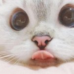 [드루와] <b>인터</b>스텔라 본 사람?
