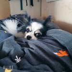 [댓글부탁해] +)나 일어나자마자 심쿵함 ㄹㅇ ㅠㅠ