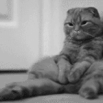 [방탄소년단] 다들 즐거워보인다