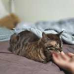 [드루와] 우리 고양이 너무 사랑스러워
