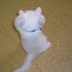 [드루와] <b>각자</b> 로망 하나씩 말 하고 가자