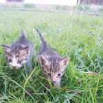 길냥이 애기들ㅜㅜ