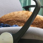 우리집 고양이 <b>응가</b>같이생김