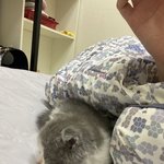 [댓글부탁해] 왜 블핑 얘기할때만 엔터<b>가래</b>???