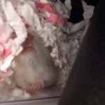 [드루와] 우리 HAMSTER님의 사진 더 가져옴