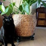 [고양이] 나도 울집 검은 <b>야옹</b>이 자랑할래