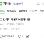 말티즈 <b>레몬</b> 먹여도 되나요