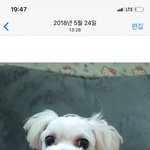 [강아지] 아빠한테 보내기 <b>전</b> 후 강아지<b>사진</b>