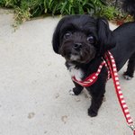 [강아지] 까망 치와푸 <b>라무</b>를 소개할게!