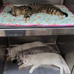 [고양이] 회사냥이 중성화 수술 후..