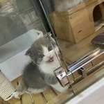 [댓글부탁해] 우리 아기고양이님❤