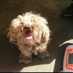 [강아지] 임<b>보로</b> 만나 가족이 된지 5년째