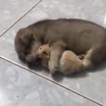 [이것좀봐줘] ㅅㅂ 이햄스터 왤케커ㅜㅋㅋㅋㅋ기영워