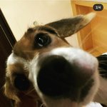 [NCT] 웨이션 숙소 <b>동물</b>3마리 존귀...