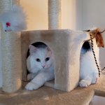 <b>훈남</b> 고양이 루캉