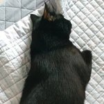 [고양이] 사람들이 의외로 모르는 고양이의 사실 10가지 ++사진추가