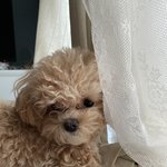 [강아지] 율무 또 놀러왔어요