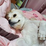 [강아지] 울강아지자랑2 <b>코카</b>스파니엘