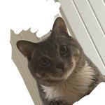 우리 <b>고양이님</b>