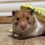 [드루와] <b>아농</b> 나는 골든햄찌 율무