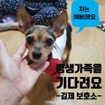 [강아지] 어르신이 사랑으로 키우던 아이들