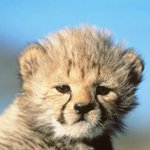 [글좀길어] 얘 진짜 여우같지 않냐 들어와봐 ㄹㅇ