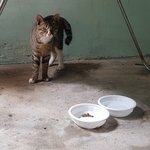 [고양이] 우연히 인연이 닿은 길냥이 산초~!!