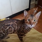 [고양이] 뱅갈고양이 가족을 찾습니다