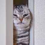[방탄소년단] 뉸기야