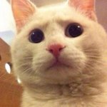 [댓글부탁해] 엽떡 떡vs<b>오뎅</b> 추반