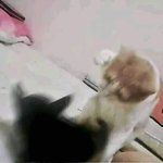 [방탄소년단] 죄애돌 진심으로