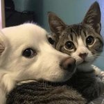 [댓글부탁해] <b>병적</b>으로 사람 쳐내는 건 머임