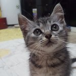 <b>울집</b> 사랑스런냥이 뚱이 콩이 자랑좀해용