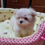 [강아지<b>슈가</b>] 말티즈 <b>슈가</b>의 이야기 (하나)