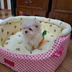 [말티즈<b>슈가</b>] 말티즈 <b>슈가</b>이야기 (하나)