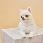 [강아지] 우리 이쁜 <b>두부</b> 자랑해요~