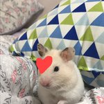 [ㅈㄱㄴ] 울햄지 아까 잠깐 <b>방목</b>해줬는데