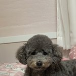 울집 <b>강쥐</b> 성별 맞춰바