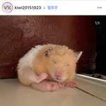 [19] 와 골든햄스터 <b>수컷</b> 뽕알 개크네